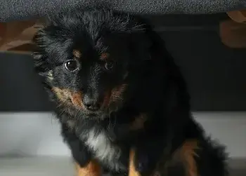 Comprendre la peur chez le chien : Causes et solutionss